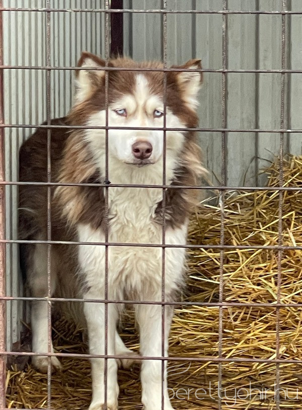 adomany a bihari vallalkozoktol12 1600 1000 100 wm right bottom 100 berettyohirlogowhitepng