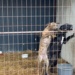 karacsonyi adomany a bihari vallalkozoktol76