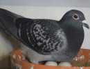 postagalamb06